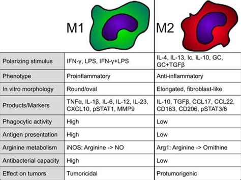 Macrophage M1 M2 Polarization