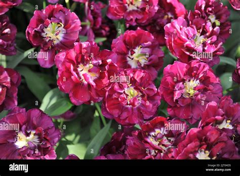 Purple Peony Flowered Double Early Tulips Tulipa Python Bloom In A