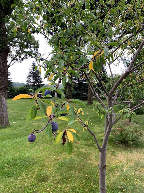 june plum tree leaves turning yellow - Latrice Redding