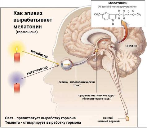 Что из себя представляет и как работает шишковидная железа эпифиз?