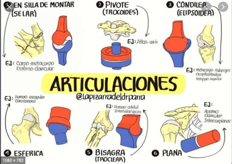 ARTICULACIONES Flashcards Quizlet