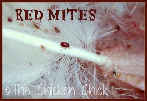 Poultry Lice And Mites Identification And Treatment