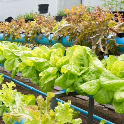 The Environmental And Educational Benefits Of Aquaponic Farming