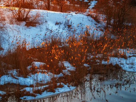 Fotos Gratis Im Genes Comunidad Vegetal Ecorregi N Nieve Paisaje