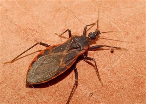 Is It A Kissing Bug Or A Leaf Footed Bug Celestron