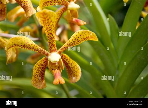 Orchids Image Taken At Orchid Garden Kuching Sarawak Malaysia Stock