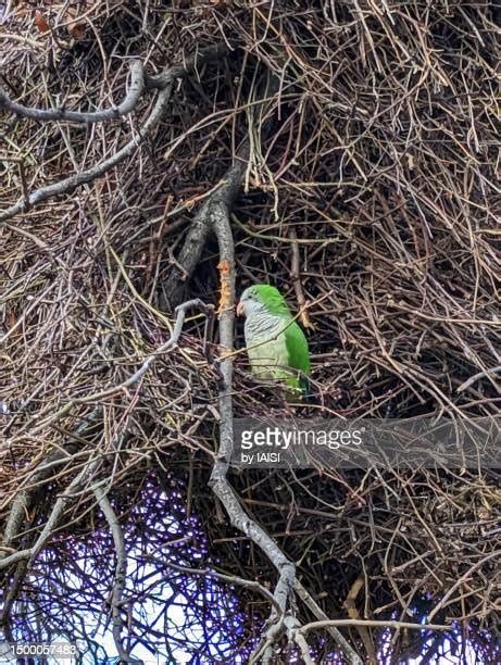 Parakeet Nest Photos And Premium High Res Pictures Getty Images