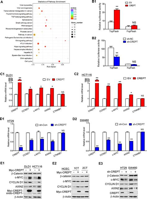 Crept Regulated Wnt Catenin Signaling Pathway In Crc Cells A Kegg