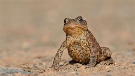 Why Did The Toad Cross The Road Sussex Wildlife Trust