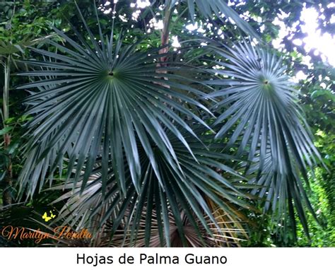 Palma Guano Arboles y Flores en República Dominicana