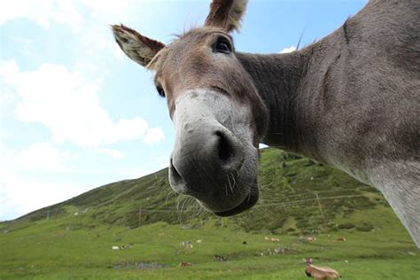 Donkey Teeth Stock Photos, Pictures & Royalty-Free Images - iStock