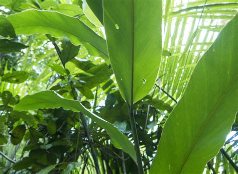 Rainforest Plants| Daintree Rainforest Discovery Centre