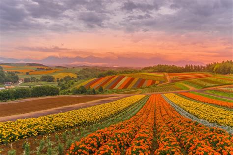 一度は見たい見てほしい北海道ならではの絶景お花畑10選 北海道の旅行はコープトラベル 海外旅行国内旅行