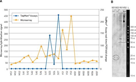 Figure 2 From Applied Biosystems ® Taqman ® Microrna Assays Help