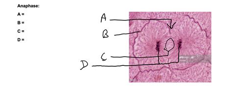 Solved Label The Following Structures When Applicable In