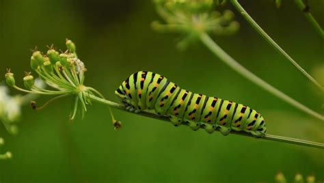 Comment Lutter Contre Les Chenilles Jardinier Du Dimanche