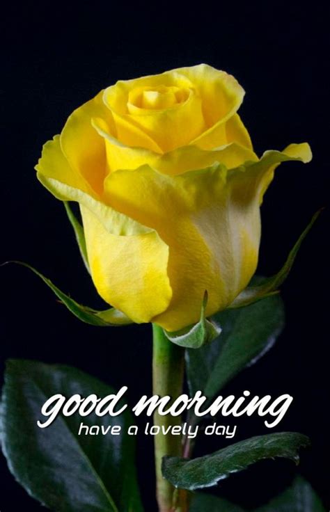 Good Morning Wishes With Flowers Good Morning Pictures