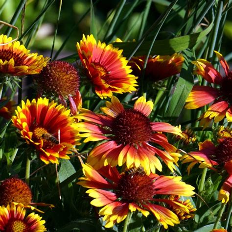 Growing Gaillardia Blanket Flower Perennial Care Tips The Gardening