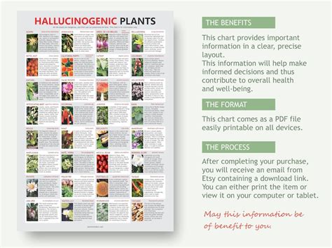 Hallucinogenic Plant Chart Digital Download Pdf Trippy Plants