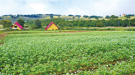 ソバの花一面に、天候不順も白い花咲く、板倉区の光ケ原高原 みんなの上越