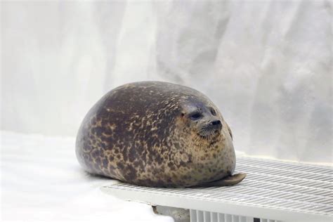 This Seal Is Literally Just A Blob With A Face Aww