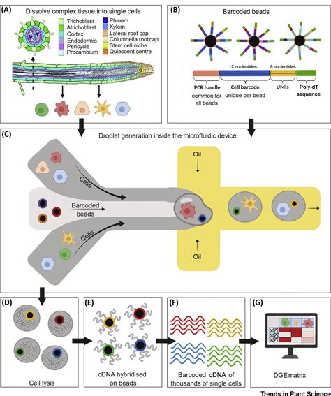 Single Cell Transcriptomics A High Resolution Avenue For Plant