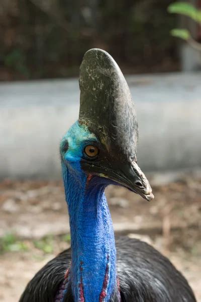 Cassowary helmet Stock Photos, Royalty Free Cassowary helmet Images | Depositphotos