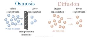 Osmosis Definition Example Osmotic Pressure