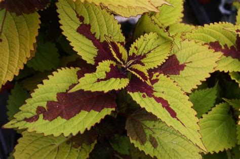 Coleus Scutellarioides Pineapple Beauty Lucas Greenhouses