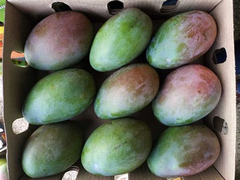 Fresh Mango Offers From Kenya