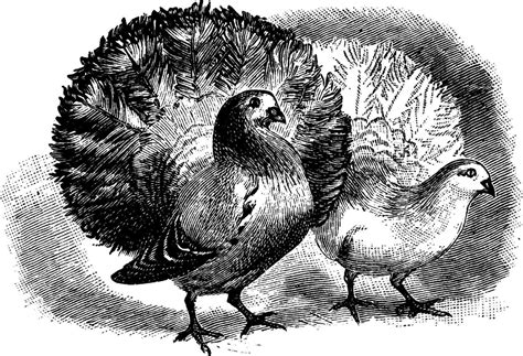 Two Fantail Pigeons Vintage Illustration 35372425 Vector Art At Vecteezy