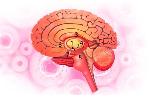 Basal Ganglia Neuromedia