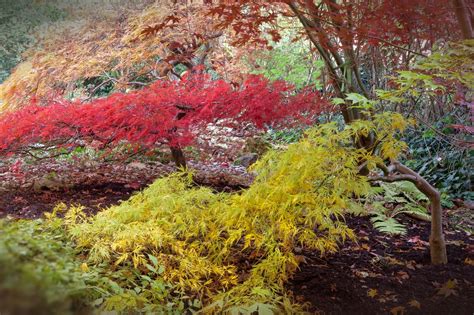 7 Plantas Para Un Jardín Japonés