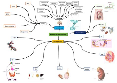 Mapas Mentales Endocrino Cesar Huaman Morveli Temperatura