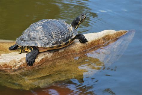 Quels sont les sept espèces de tortues marines Animaux Info Votre