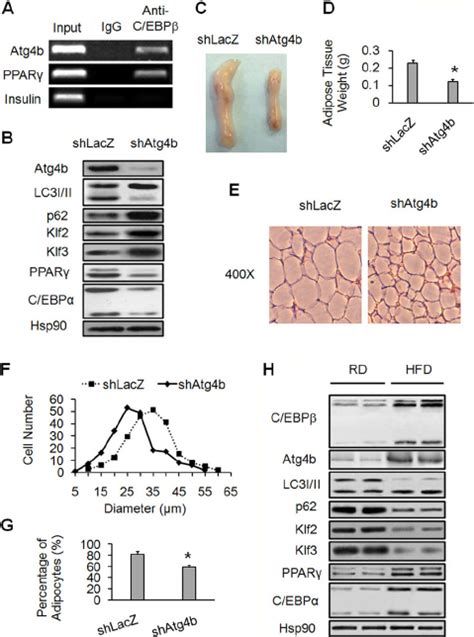 Proposed Model Of The Role Of C EBP And Autophagy In Adipocyte