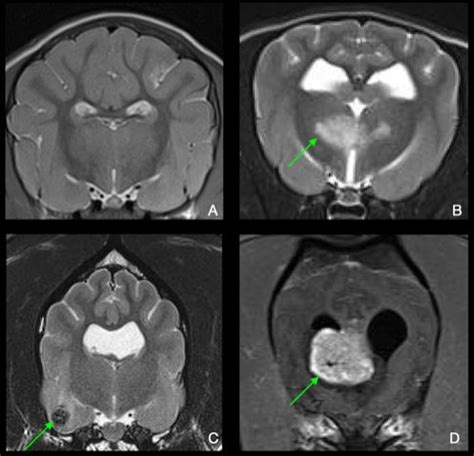 Dog Brain Mri