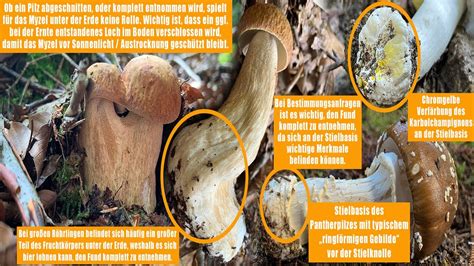 Pilze Herausdrehen Oder Abschneiden Pilze Richtig Ernten