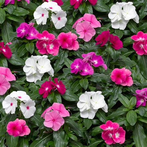 Cora Xdr Vinca Parks Brothers Farm Inc