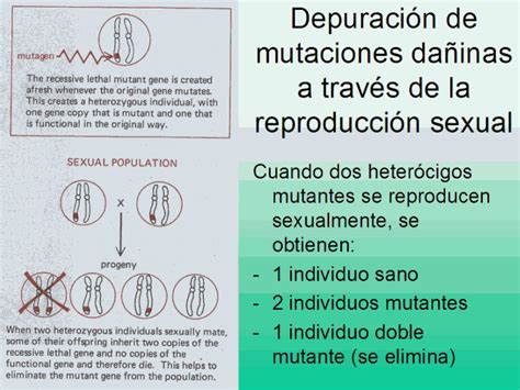 Depuraci N De Mutaciones Da Inas A Trav S De La Reproducci N Sexual