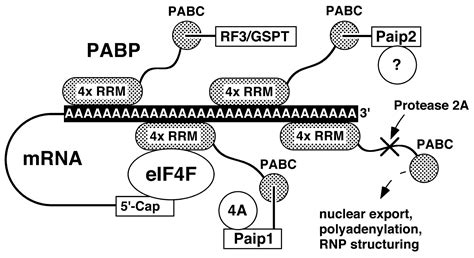 Structure And Function Of The C Terminal PABC Domain Of Human Poly A