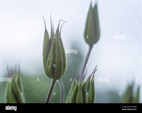 Common Columbine Seed Pods Aquilegia Vulgaris Garden Plant After The