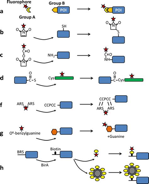 Fluorescent Labeling And Modification Of Proteins Springerlink