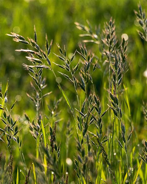 Jerry Oats Missouri Southern Seed