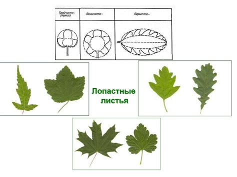 Строение листа - презентация онлайн