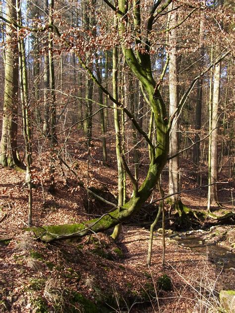 Gratis Billeder Tr Natur Skov Afdeling Sti Blad Blomst