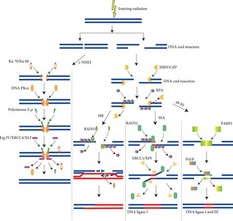 A Major Repair Pathways For Dna Double Strand Breaks Dsbs Generated