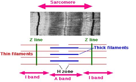 Muscle Conduction To Contraction Msk Medbullets Step 1