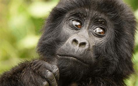 7 Days Rwanda Gorillas Masai Mara Safari Mabira Safaris Uganda