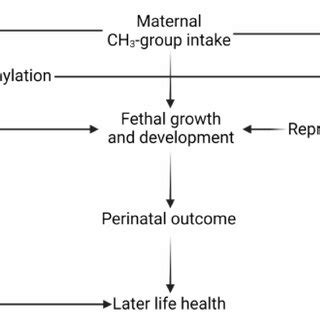 The Hypothetical Pathways That Might Link Maternal Methyl Group Donor